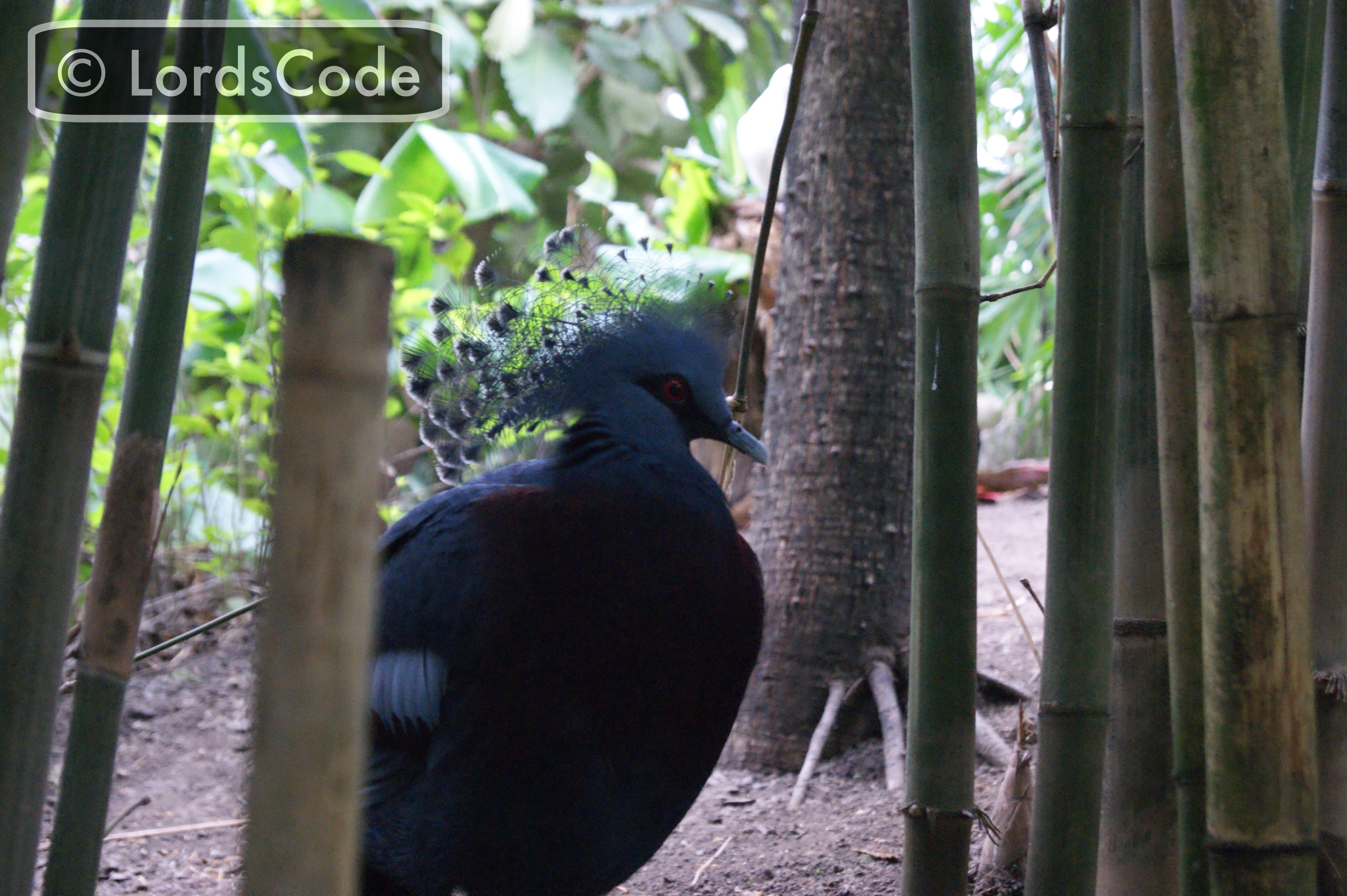 Victoria Crowned Pigeon.jpeg